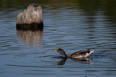 David Plant Photography - Wildlife Photography - Mallard - B