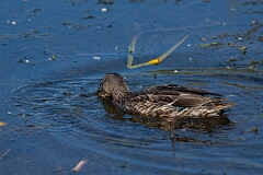 David Plant Photography - Wildlife Photography - Mallard - D