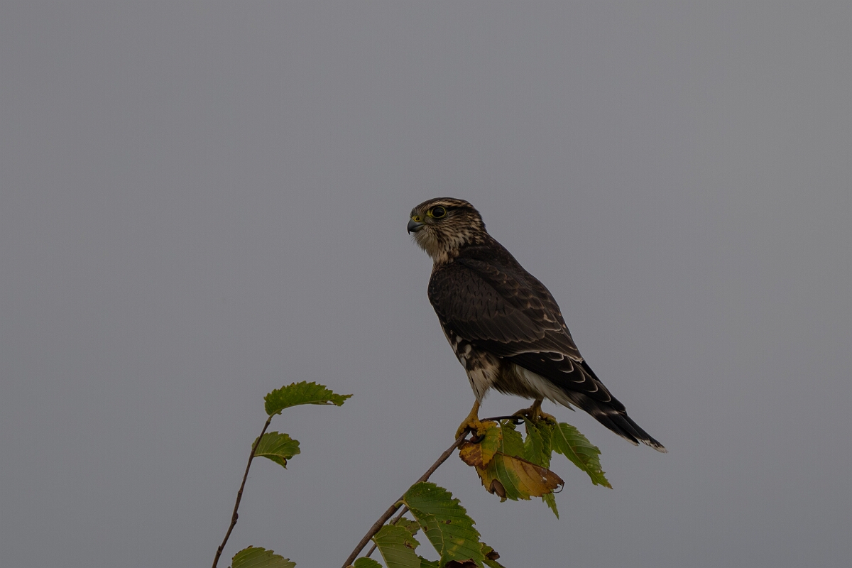 David Plant Photography - Wildlife Photography - Merlin - B.jpg - Merlin - Burnt Land Provincial Park, Ontario
