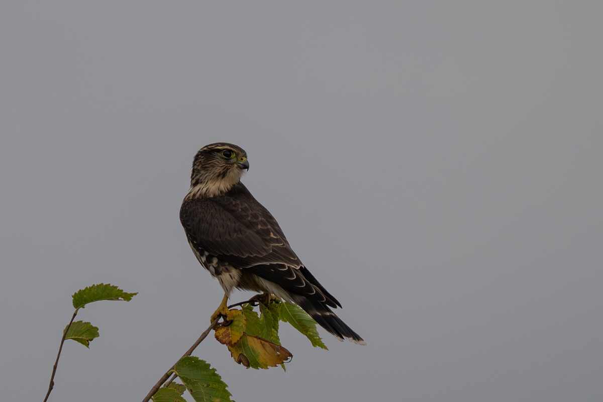 David Plant Photography - Wildlife Photography - Merlin - C.jpg - Merlin - Burnt Land Provincial Park, Ontario