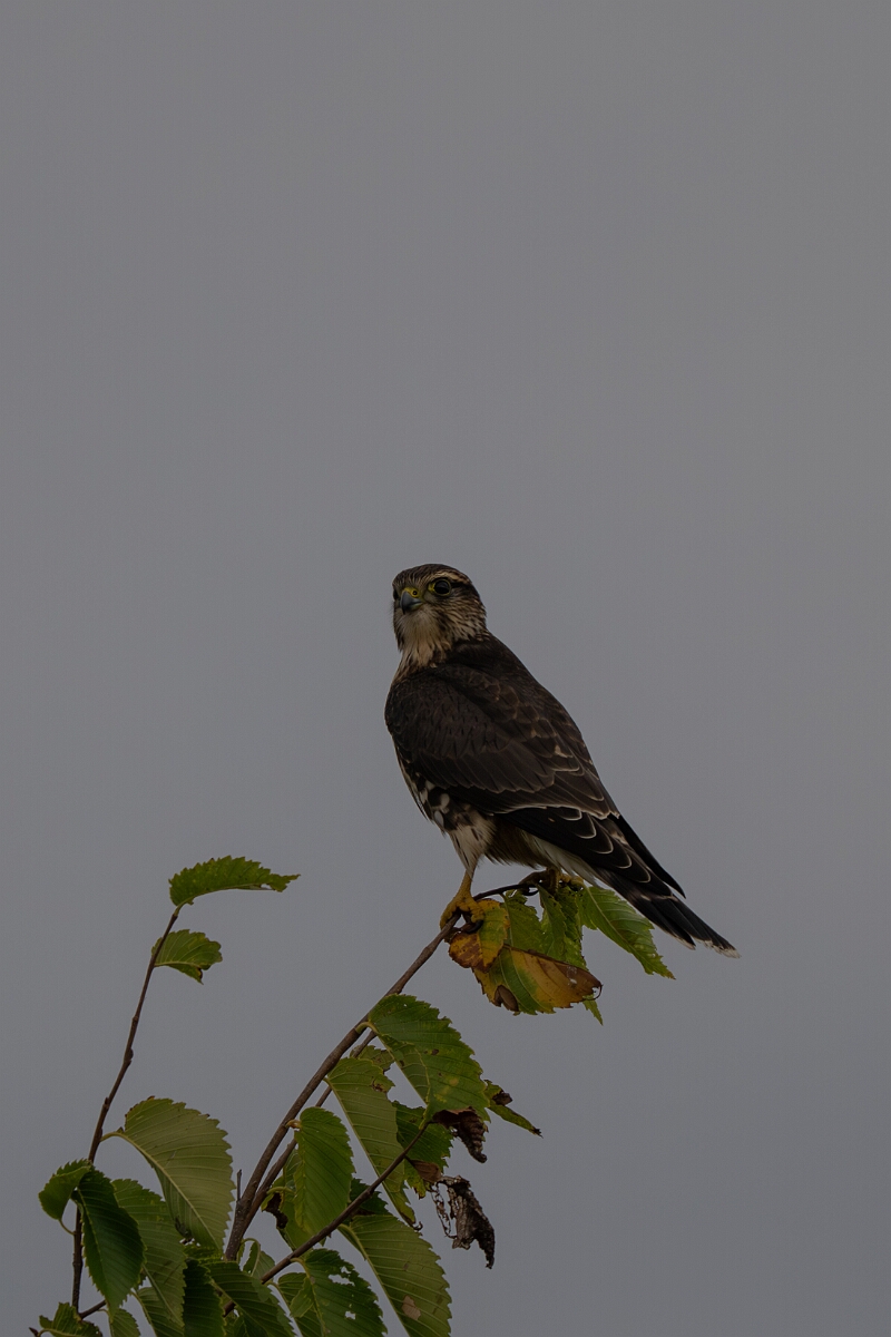 David Plant Photography - Wildlife Photography - Merlin - D.jpg - Merlin - Burnt Land Provincial Park, Ontario