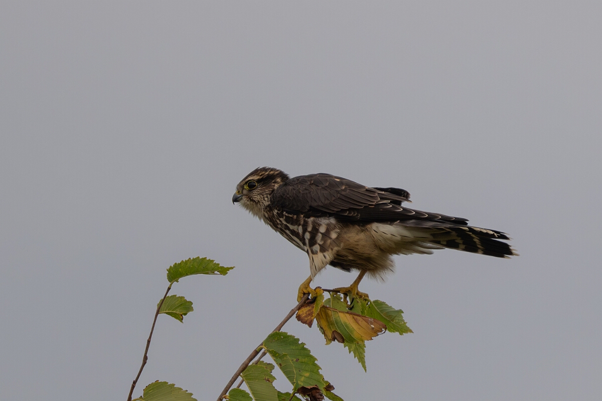 David Plant Photography - Wildlife Photography - Merlin - E.jpg - Merlin - Burnt Land Provincial Park, Ontario