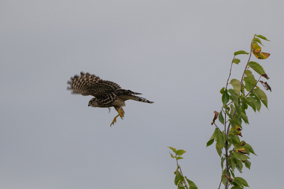 David Plant Photography - Wildlife Photography - Merlin - H.jpg - Merlin in flight - Burnt Land Provincial Park, Ontario