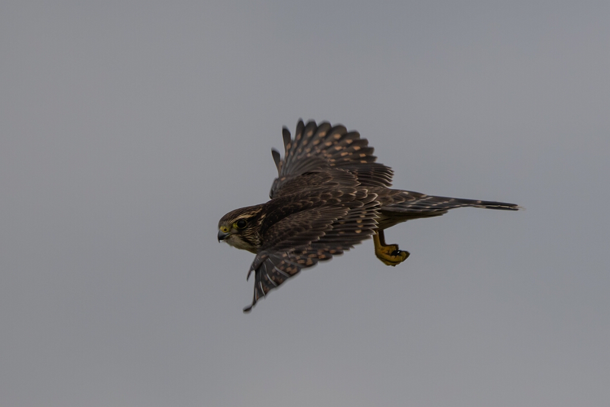 David Plant Photography - Wildlife Photography - Merlin - I.jpg - Merlin in flight - Burnt Land Provincial Park, Ontario