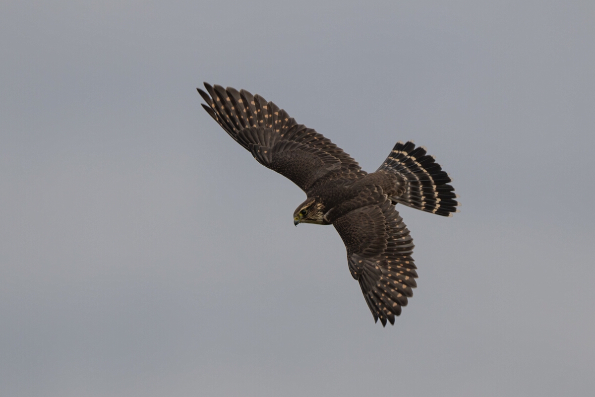 David Plant Photography - Wildlife Photography - Merlin - J.jpg - Merlin in flight - Burnt Land Provincial Park, Ontario