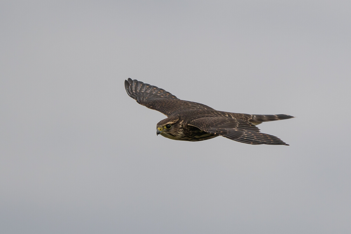 David Plant Photography - Wildlife Photography - Merlin - K.jpg - Merlin in flight - Burnt Land Provincial Park, Ontario