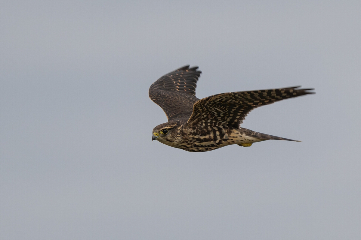 David Plant Photography - Wildlife Photography - Merlin - L.jpg - Merlin in flight - Burnt Land Provincial Park, Ontario
