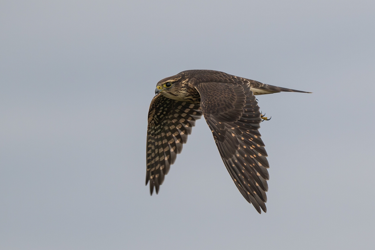 David Plant Photography - Wildlife Photography - Merlin - M.jpg - Merlin in flight - Burnt Land Provincial Park, Ontario
