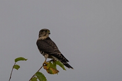 David Plant Photography - Wildlife Photography - Merlin - C