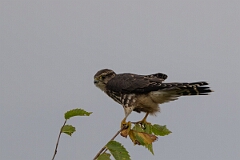 David Plant Photography - Wildlife Photography - Merlin - F