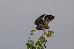 David Plant Photography - Wildlife Photography - Merlin - G