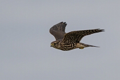 David Plant Photography - Wildlife Photography - Merlin - L