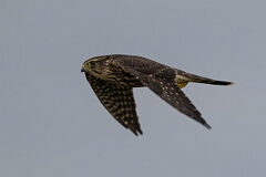 David Plant Photography - Wildlife Photography - Merlin - N