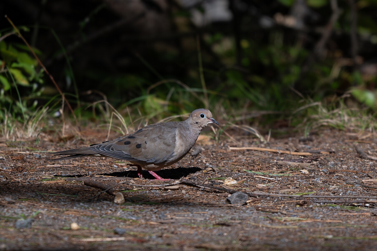 David Plant Photography - Wildlife Photography - Mourning dove - B.jpg - Mourning dove - Sarsaparilla trail, Stony Swamp, Ontario