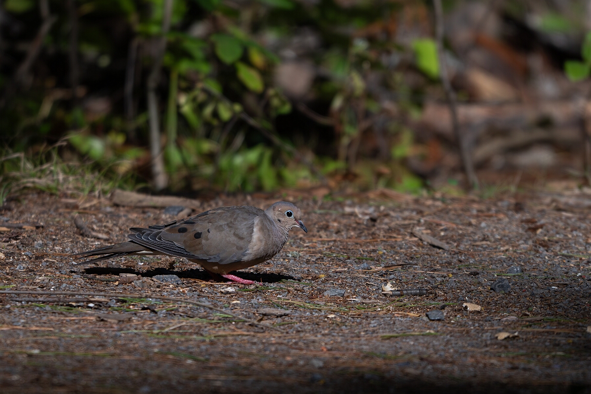 David Plant Photography - Wildlife Photography - Mourning dove - C.jpg - Mourning dove - Sarsaparilla trail, Stony Swamp, Ontario