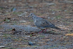 David Plant Photography - Wildlife Photography - Mourning dove - A