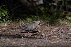David Plant Photography - Wildlife Photography - Mourning dove - B
