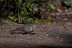 David Plant Photography - Wildlife Photography - Mourning dove - C