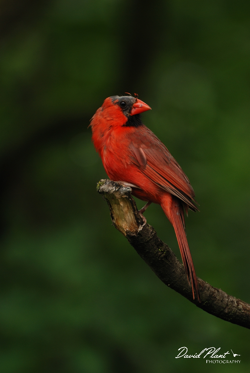 David Plant Photography - Wildlife Photographer - Northern cardinal - A.jpg - Northern cardinal balding male - Ottawa, ON