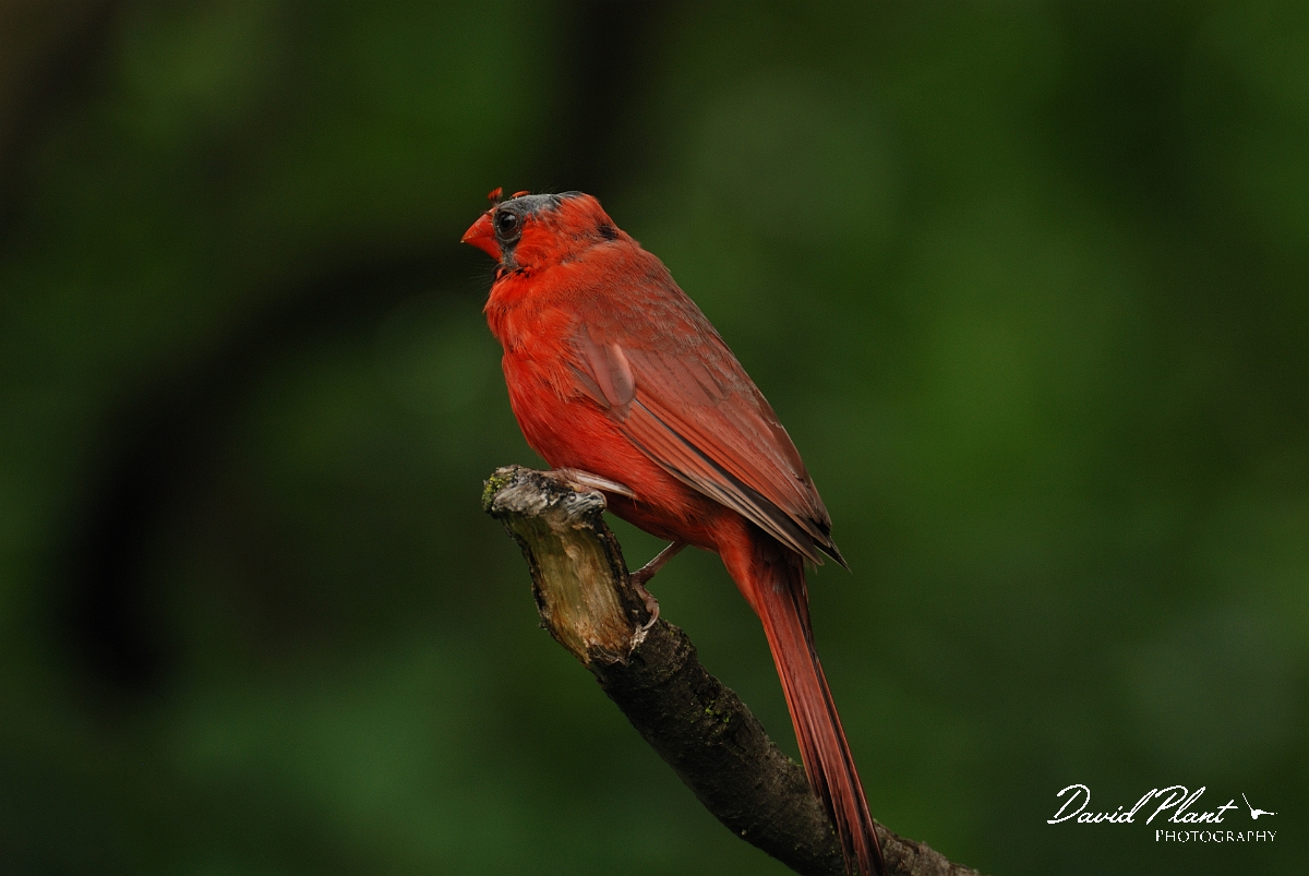 David Plant Photography - Wildlife Photographer - Northern cardinal - B.jpg - Northern cardinal balding male - Ottawa, ON