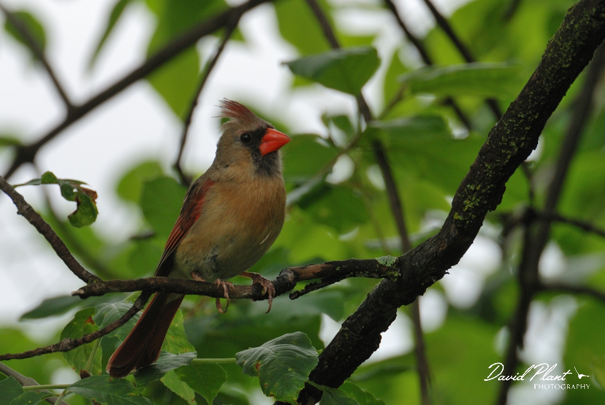 David Plant Photography - Wildlife Photographer - Northern cardinal - D.jpg - Northern cardinal female - Ottawa, ON