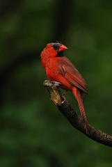 David Plant Photography - Wildlife Photographer - Northern cardinal - A