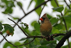 David Plant Photography - Wildlife Photographer - Northern cardinal - C