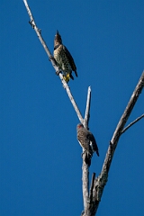 David Plant Photography - Wildlife Photography - Northern flicker - A