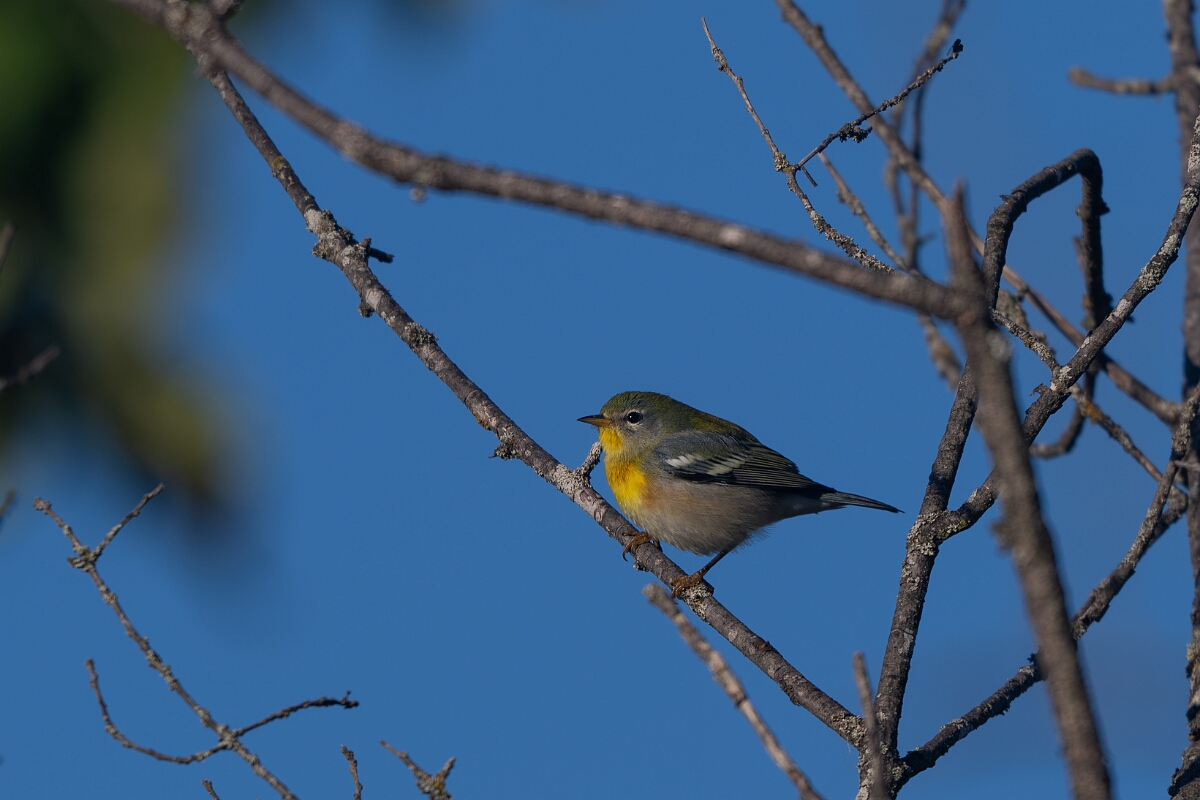 David Plant Photography - Wildlife Photography - Northern parula - A.jpg - Northern parula - Beaver trail, Stony Swamp, Ontario