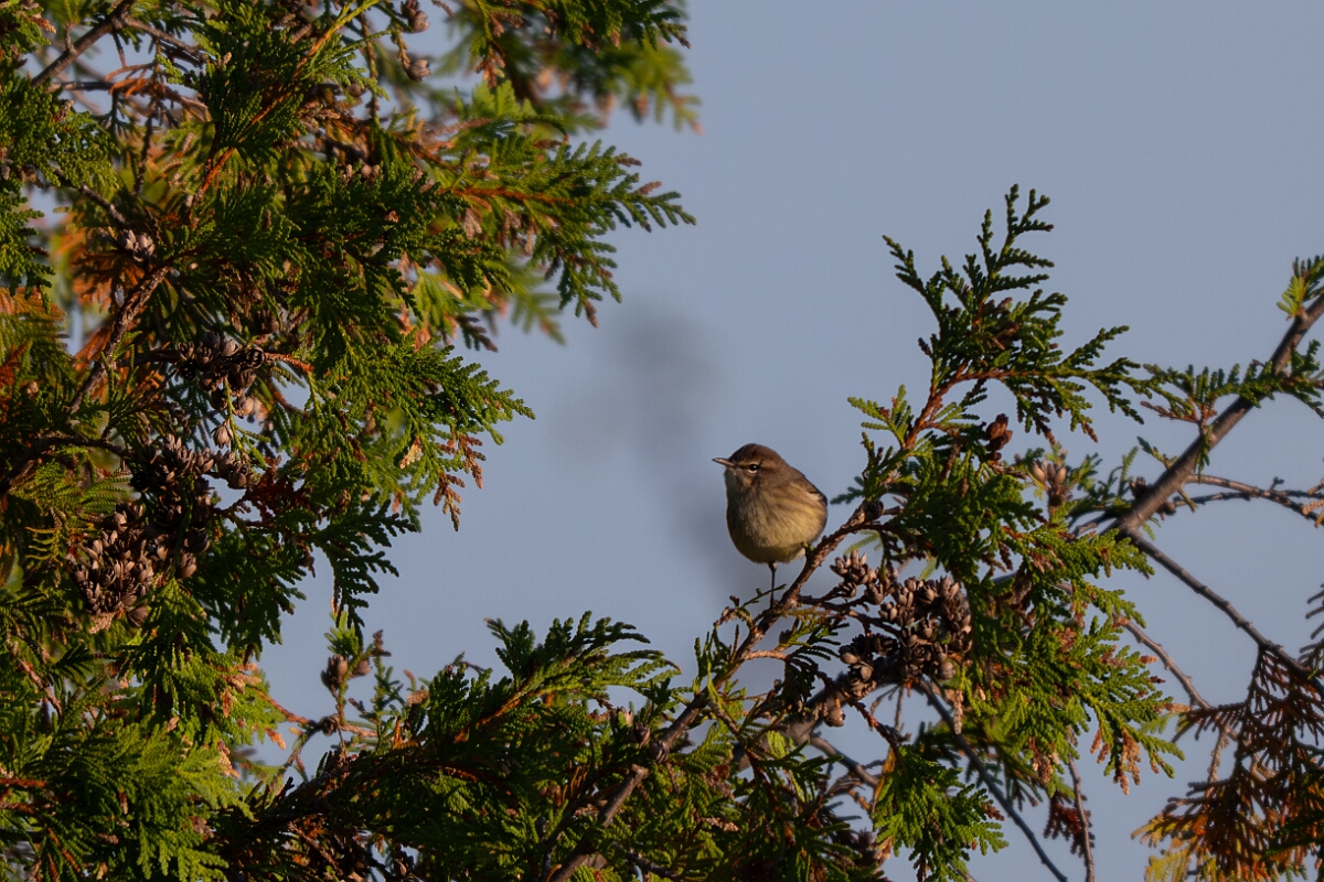 David Plant Photography - Wildlife Photography - Palm warbler - A.jpg - Palm warbler - Burnt Land Provincial Park, Ontario