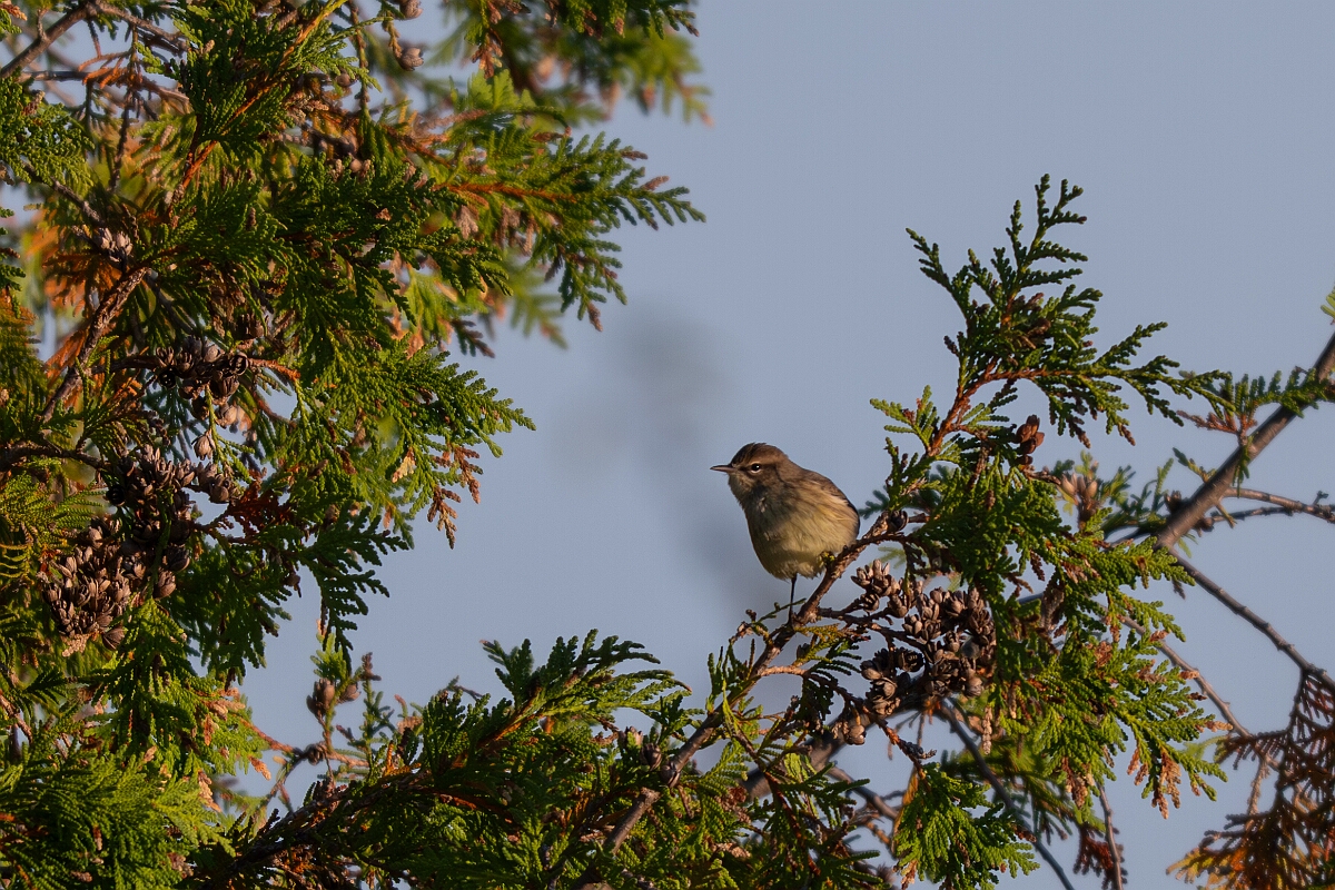 David Plant Photography - Wildlife Photography - Palm warbler - B.jpg - Palm warbler - Burnt Land Provincial Park, Ontario