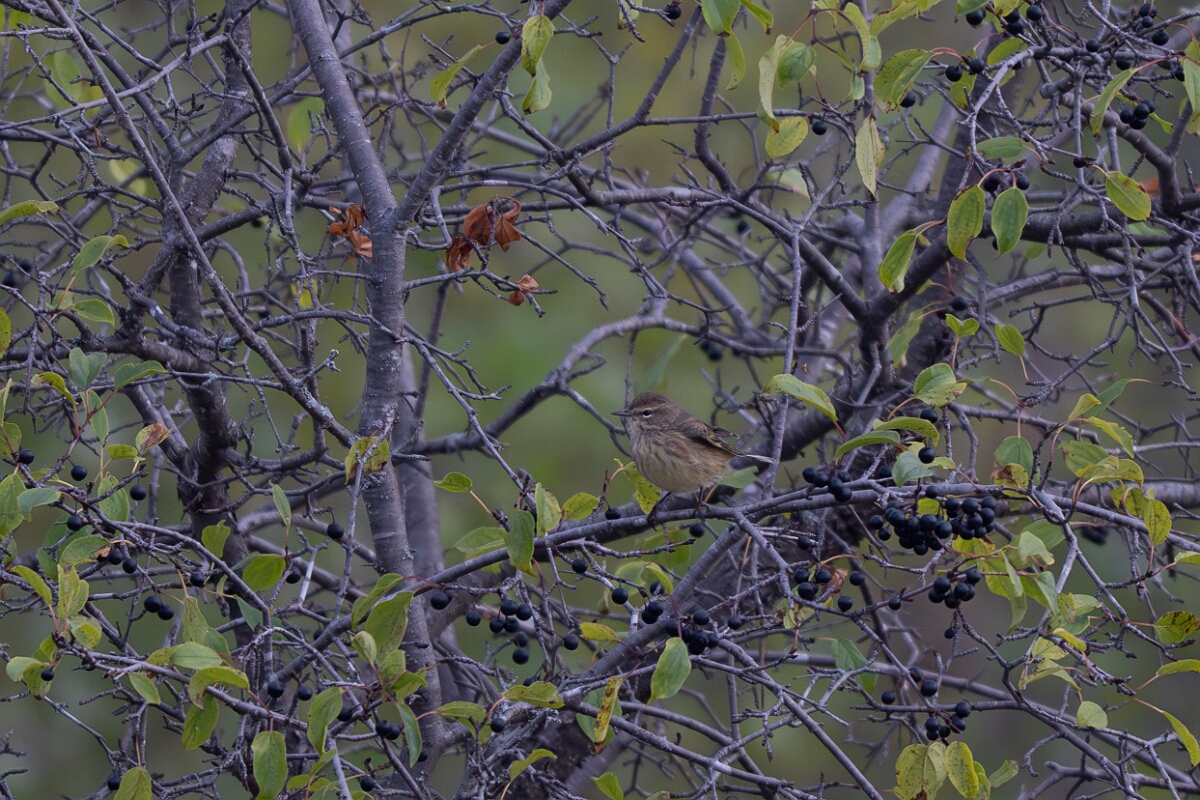 David Plant Photography - Wildlife Photography - Palm warbler - D.jpg - Palm warbler - Burnt Land Provincial Park, Ontario