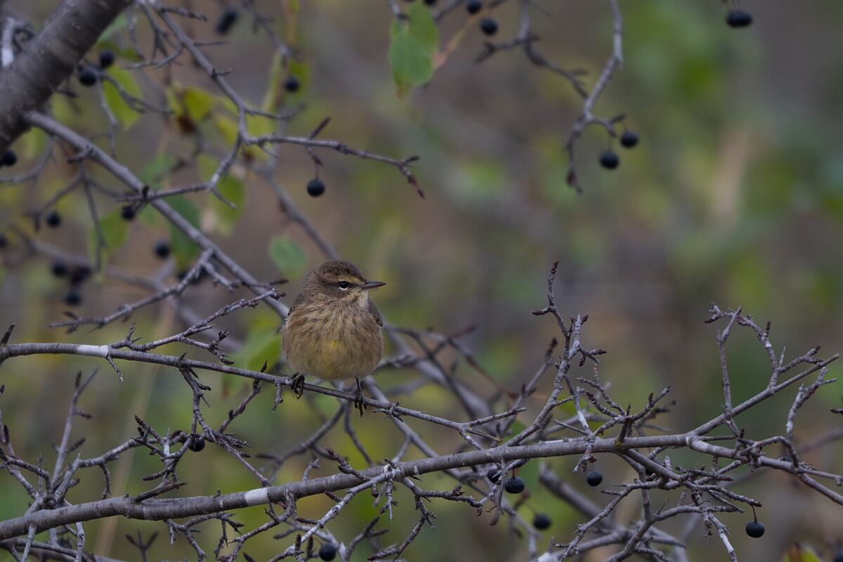 David Plant Photography - Wildlife Photography - Palm warbler - E.jpg - Palm warbler - Burnt Land Provincial Park, Ontario