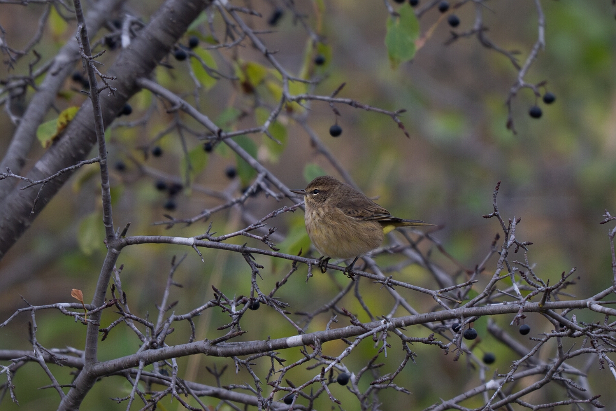 David Plant Photography - Wildlife Photography - Palm warbler - F.jpg - Palm warbler - Burnt Land Provincial Park, Ontario