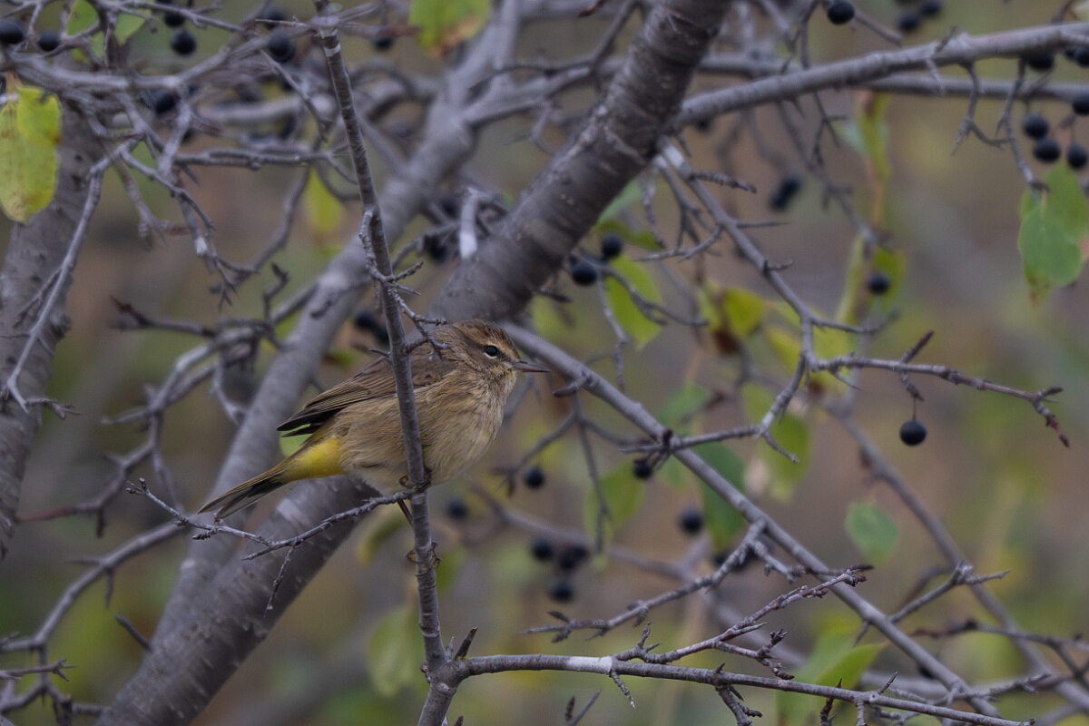 David Plant Photography - Wildlife Photography - Palm warbler - G.jpg - Palm warbler - Burnt Land Provincial Park, Ontario