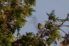 David Plant Photography - Wildlife Photography - Palm warbler - A