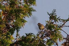 David Plant Photography - Wildlife Photography - Palm warbler - B