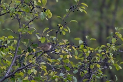 David Plant Photography - Wildlife Photography - Palm warbler - C