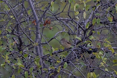 David Plant Photography - Wildlife Photography - Palm warbler - D