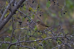 David Plant Photography - Wildlife Photography - Palm warbler - F