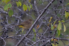 David Plant Photography - Wildlife Photography - Palm warbler - H