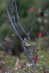 David Plant Photography - Wildlife Photography - Palm warbler - I