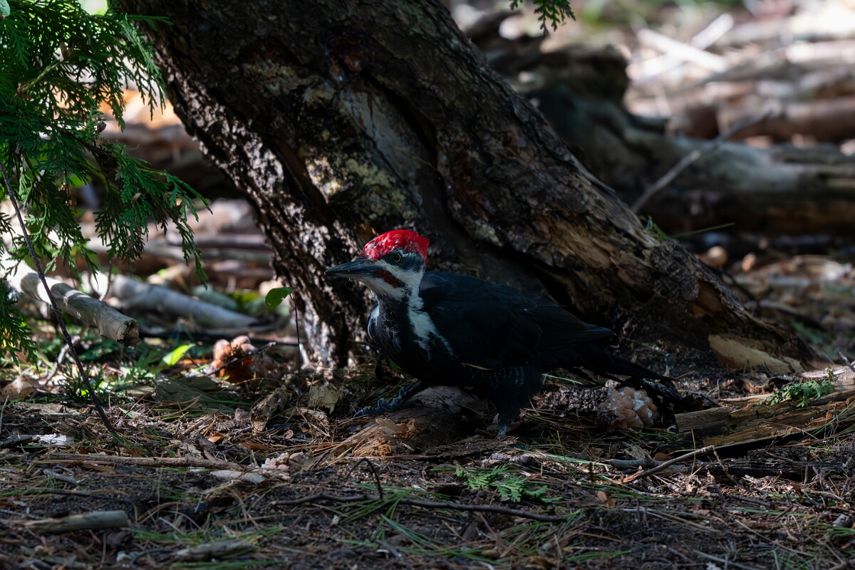 David Plant Photography - Wildlife Photography - Pileated woodpecker - C.jpg - Pileated woodpecker - Sarsaparilla trail, Stony Swamp, Ontario