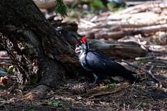 David Plant Photography - Wildlife Photography - Pileated woodpecker - A