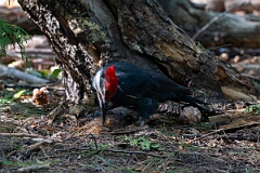 David Plant Photography - Wildlife Photography - Pileated woodpecker - B