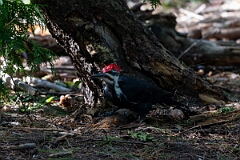 David Plant Photography - Wildlife Photography - Pileated woodpecker - C