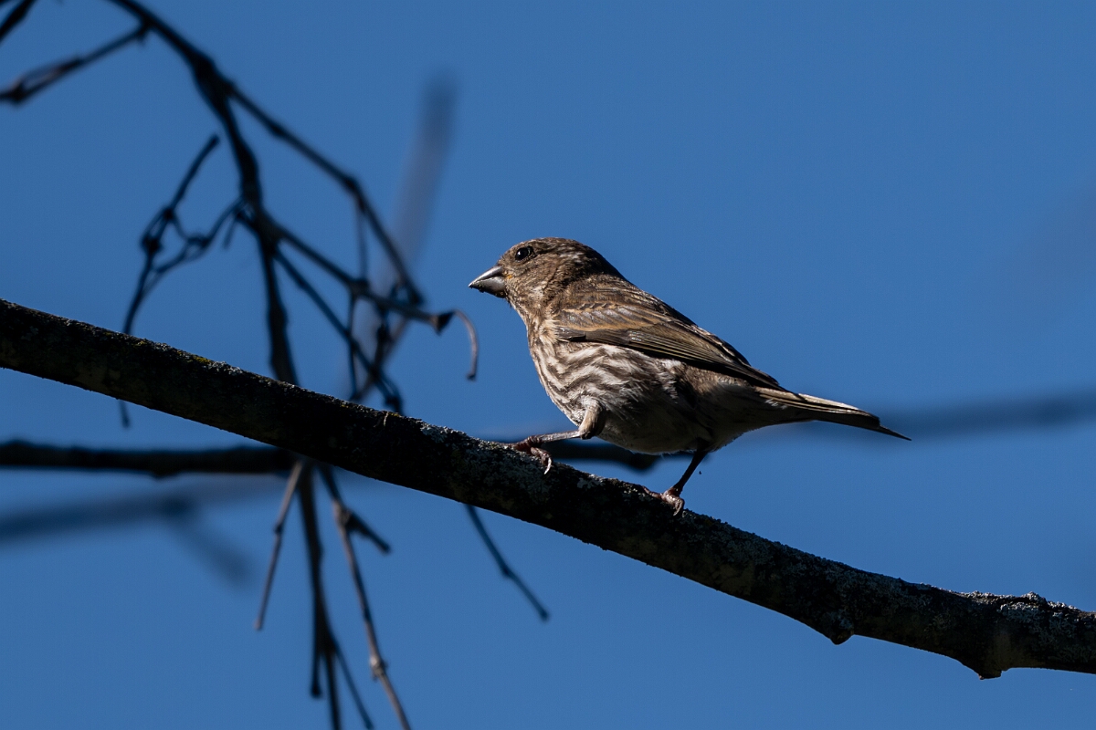 David Plant Photography - Wildlife Photography - Purple finch - C.jpg - Purple finch - Bruce Pit, Stony Swamp, Ontario