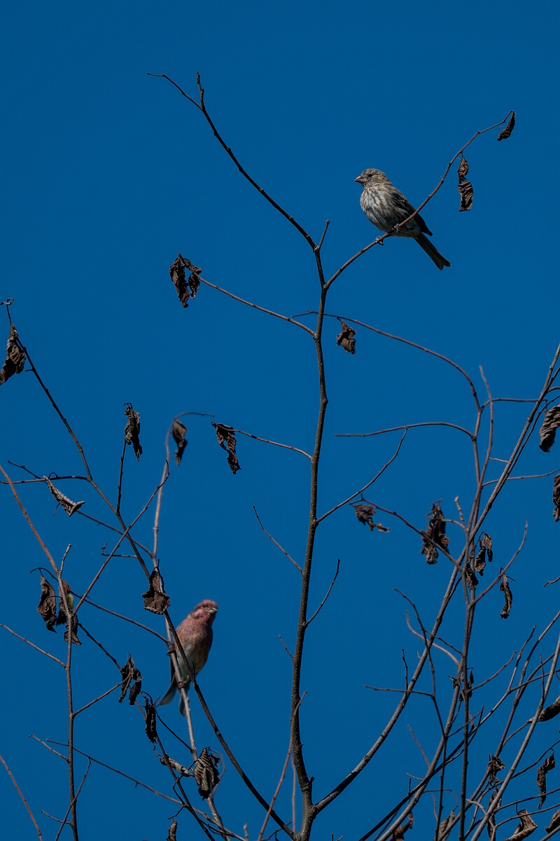David Plant Photography - Wildlife Photography - Purple finch - D.jpg - Purple finch - Bruce Pit, Stony Swamp, Ontario
