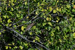 David Plant Photography - Wildlife Photography - Purple finch - A
