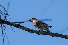 David Plant Photography - Wildlife Photography - Purple finch - B